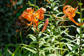 orange tiger lily