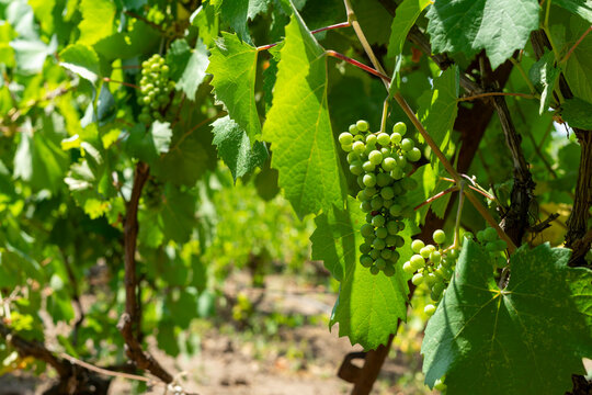 green grapes on vine
