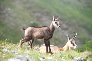 chamois