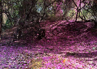 A carpet of bougainvillea — nature’s way of scattering color underfoot.