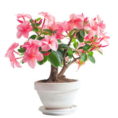 Pink flowers in a pot.  A bonsai-style plant with numerous light pink blooms and green foliage sits in a white pot