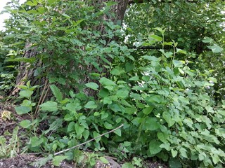 green ivy leaves