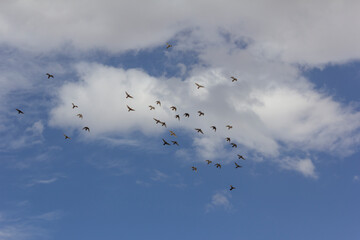 Flock of birds gracefully flying across a partly cloudy sky, symbolizing freedom, unity, and the beauty of nature in motion.