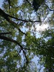 trees and sky