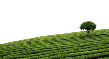 Green tea plantation landscape with a tree on the hill isolated PNG with Transparent Background