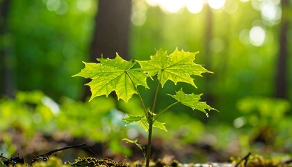 Fototapeta premium Young sprout in forest floor