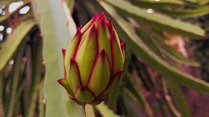 Obraz premium close up of a cactus