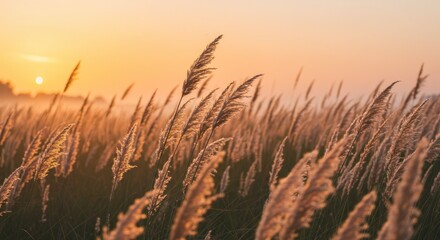 Obraz premium Golden hour illuminates tall grass swaying in a field. A warm, hazy sunset bathes the scene in soft light. Distant trees