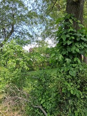 green forest in the morning