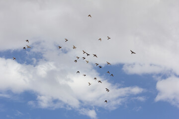 Flock of birds gracefully flying across a partly cloudy sky, symbolizing freedom, unity, and the beauty of nature in motion.