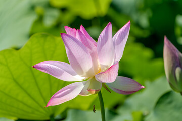朝日を浴びる淡いピンク色の蓮の花