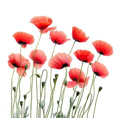 Obraz premium Vibrant Red Poppies on White Background