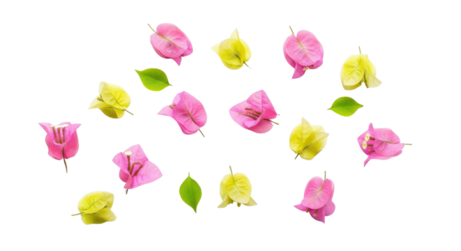 Colorful bougainvillea flower and leaf flat lay collection isolated PNG with Transparent Background