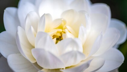Obraz premium Close-up of a Delicate White Flower with Soft Petals and Yellow Center