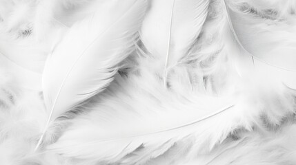 Obraz premium Delicate white feathers are layered on a soft background, evoking a sense of calm and tranquility perfect for a peaceful ambiance