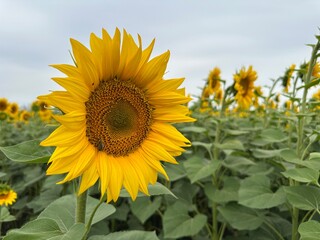 A lush field of sunflowers glowing under the bright sun, a symbol of happiness and exuberance in...
