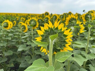 A vibrant field of sunflowers basking in the sunlight, radiating warmth and joy, creating a magical...