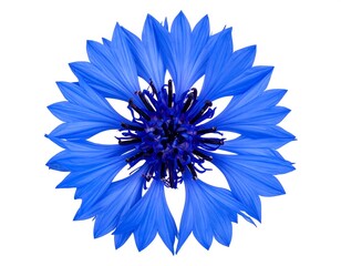 Close-up of a vibrant blue flower