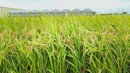 Fototapeta premium Rice ears and rice fields harvest photo