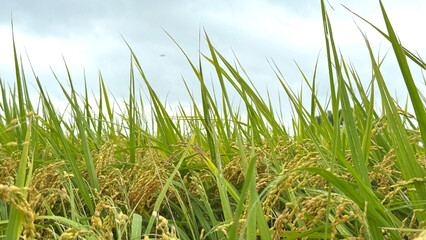 Rice ears and rice fields harvest photo
