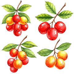 Four watercolor illustrations of berries on branches with leaves isolated on a transparent background