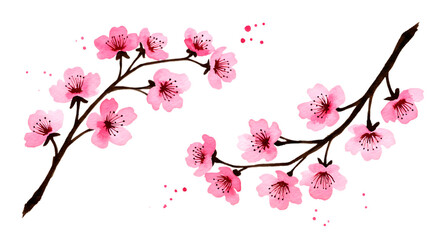 Pink cherry blossoms on dark branches with scattered petals isolated on a transparent background flower