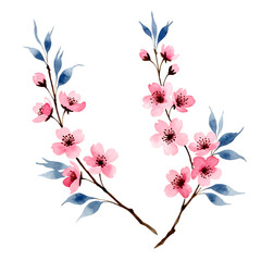 Pink cherry blossoms with blue leaves on black background isolated on a transparent background flower