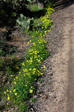 Bermuda buttercups flowers growing in nature