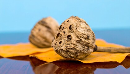 Dried lotus seed pods on a surface