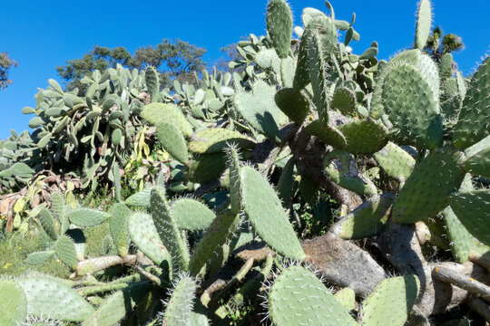 Prickly pear cactus growing wild along dirt road in sunny landscape