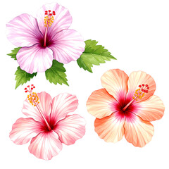 Three colorful hibiscus flowers with green leaves isolated on a transparent background floral tropical 1