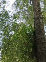 trees in the woods