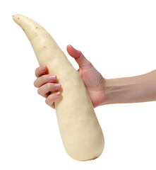 Fresh white daikon vegetable held by an adult hand, perfect for healthy cooking