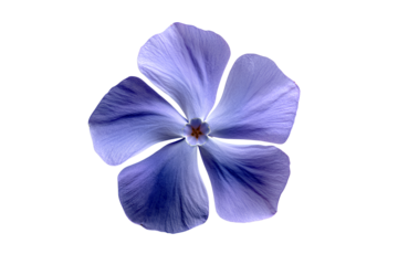  Single Periwinkle Flower with Soft Petals and Subtle Veins, Top View on Transparent Background.