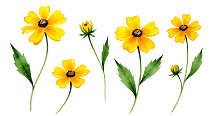 Watercolor yellow flowers with green leaves and buds isolated on a transparent background floral bloom