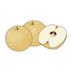 Asian Pear Illustration