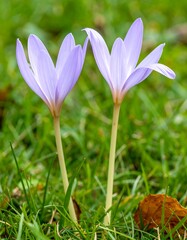 Fototapeta premium Two delicate purple crocuses in grass