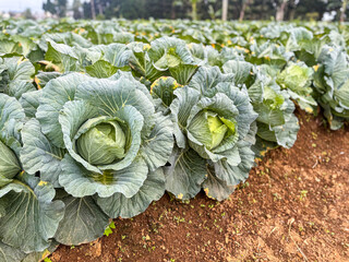 Close-up of green cabbage plants growing in an agricultural field. Fresh leafy vegetables ready for...