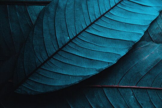Close-up of deep teal leaves, intricate veins
