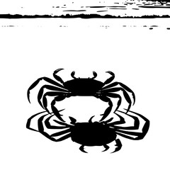 crab on beach  white background