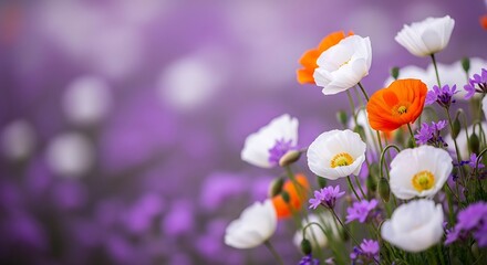 Closeup of vibrant orange and white poppies blooming in a field