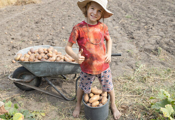 An 8 year old boy happily shows a like sign standing in a field near a bucket and a wheelbarrow of freshly dug potatoes. Organic farming. Good harvest, little helper. Farm games. Harvest season