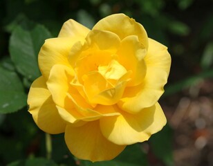 Close-up of a vibrant yellow rose (1)
