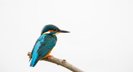 Fototapeta premium kingfisher on branch