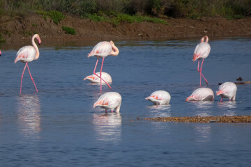 Flamingos standing in water with yellow and black wooden structure in background