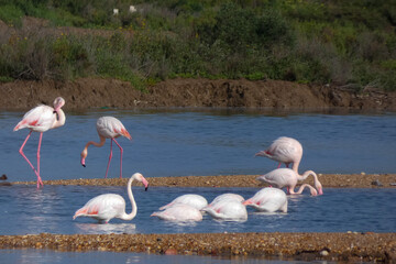 Flamingos standing in water with yellow and black wooden structure in background
