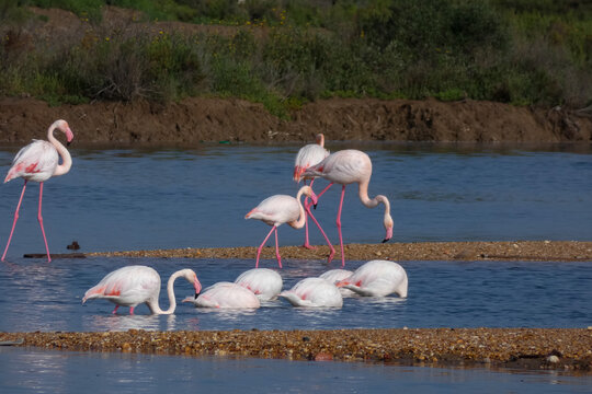 Flamingos standing in water with yellow and black wooden structure in background