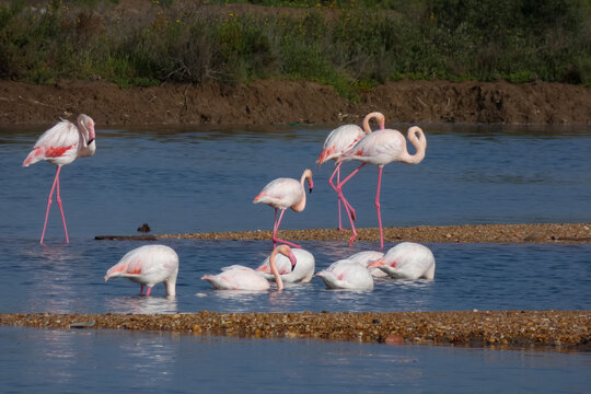 Flamingos standing in water with yellow and black wooden structure in background