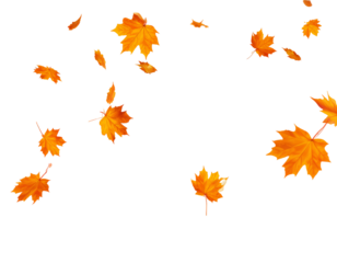 Autumn maple leaves falling pack, vector, transparent background