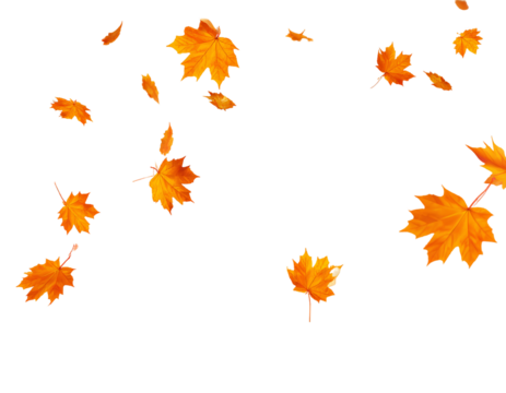 Autumn maple leaves falling pack, vector, transparent background 